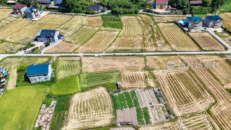 农业种植稻田收割机杂交水稻种植航拍图