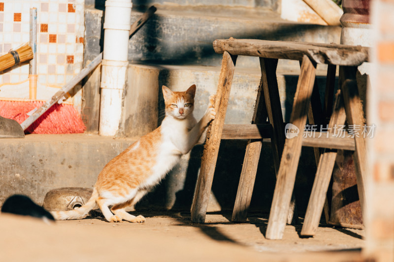 可爱的猫猫