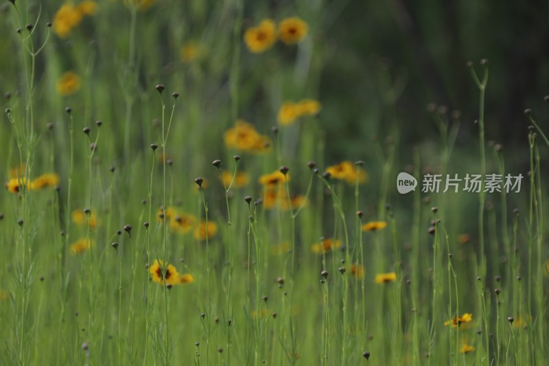 草地里的野花