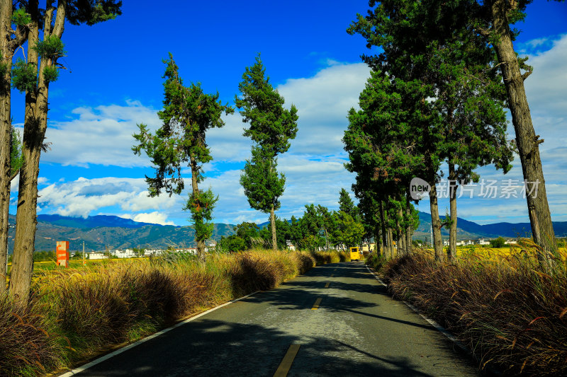 乡村公路旁绿树田野风景