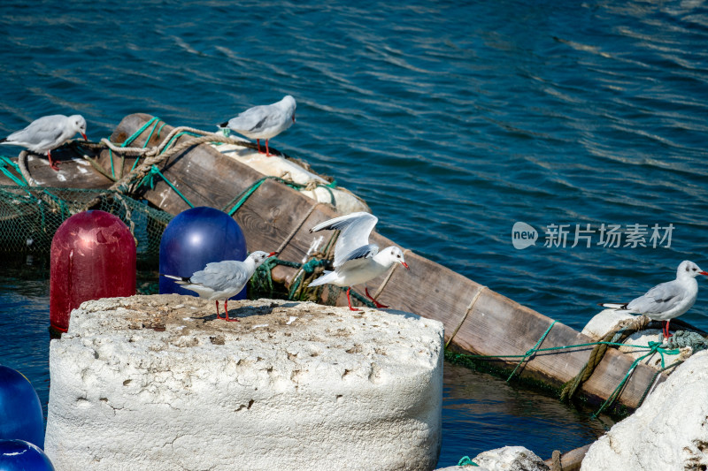 山东青岛积米崖港红嘴鸥