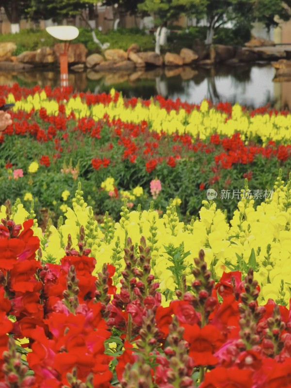 佛山市千灯湖公园金鱼草花海