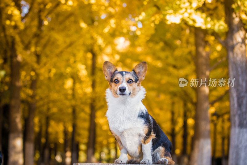 秋天银杏季节小狗