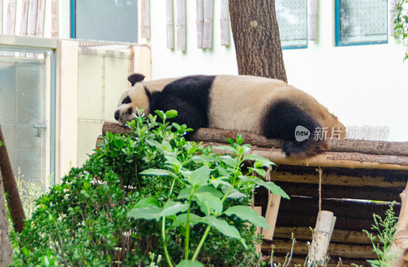 动物园里正在午休的大熊猫