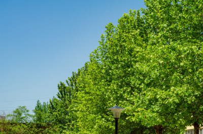 仰拍一排夏天的梧桐树