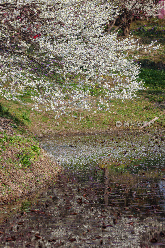 花开海上梅花节