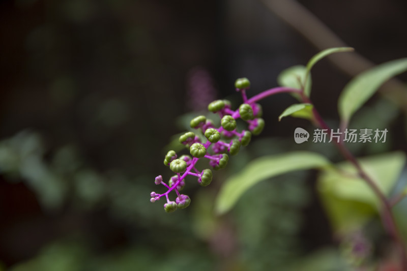 花花草草自然风景花卉鲜花