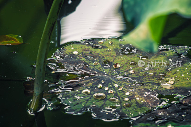 雨后荷叶上的露水珠