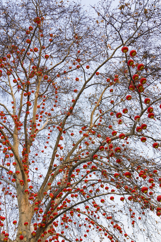 迎新年树上挂满红灯笼喜庆节日气氛