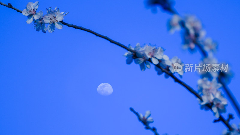 春天的樱花