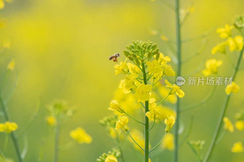 春天油菜花和蜜蜂