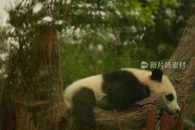 大熊猫幼崽在挂树上睡觉的可爱模样