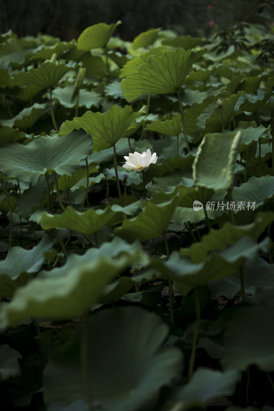 夏季公园荷塘荷叶丛中荷花特写