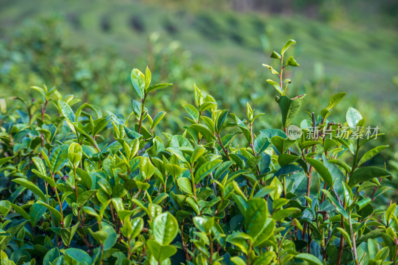 惠州柏塘绿茶茶园清晨时分茶树上的新鲜嫩芽