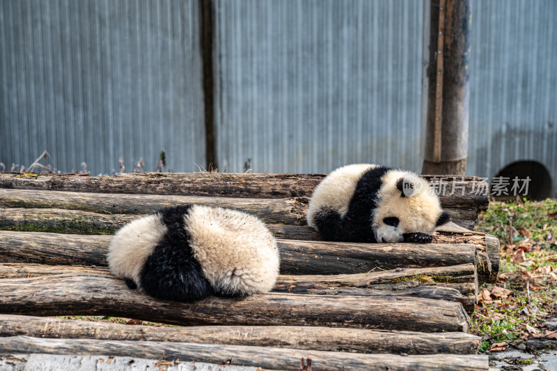 四川卧龙大熊猫