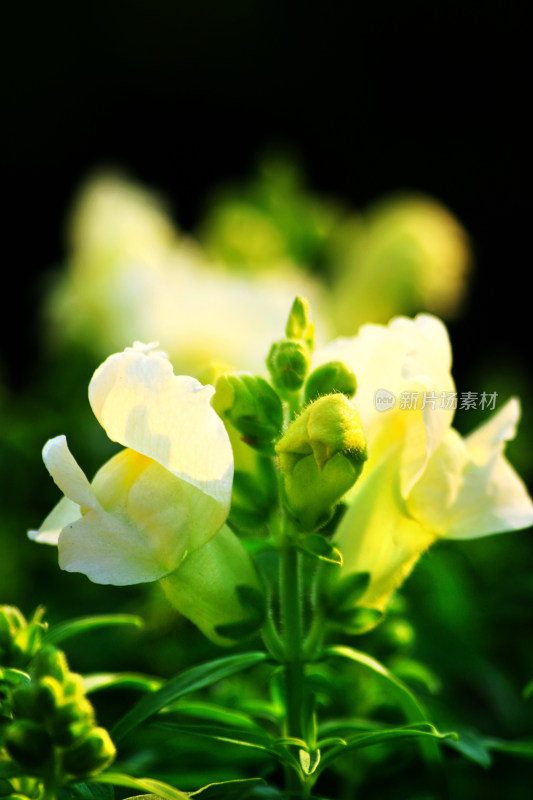 阳光下的花卉特写