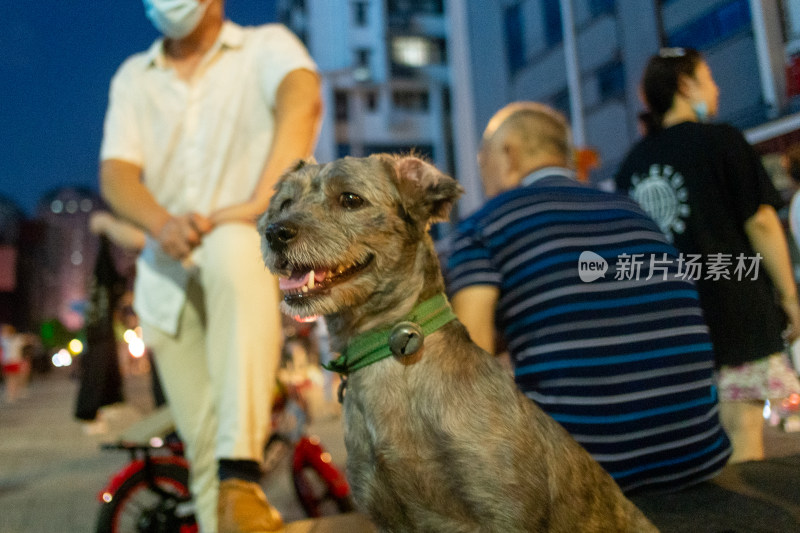 户外夜色中戴着项圈的小狗