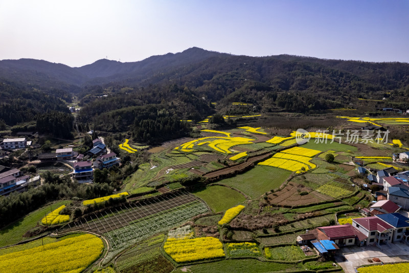 春天乡村田园油菜花航拍图