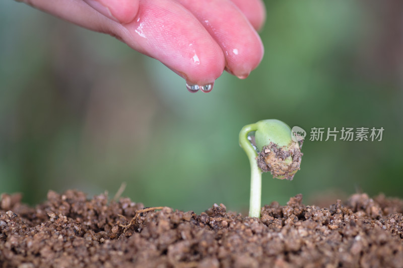 一只手给一个嫩芽浇水