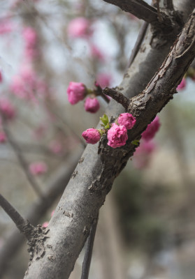 春天迎春花开