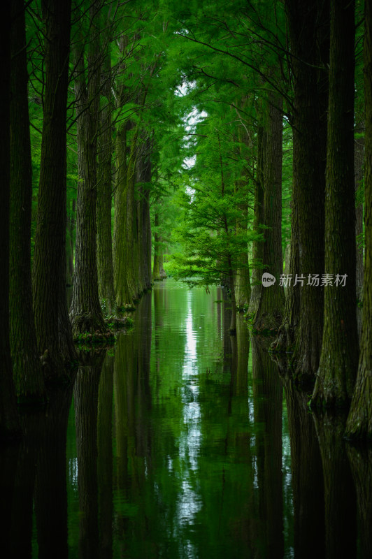 水上森林