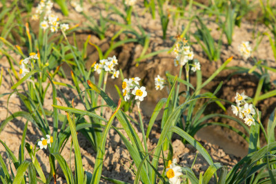 漳州水仙花种植基地里的水仙花特写