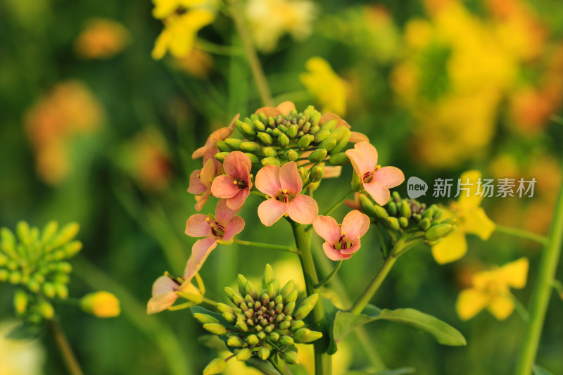 春天多彩的油菜花盛开