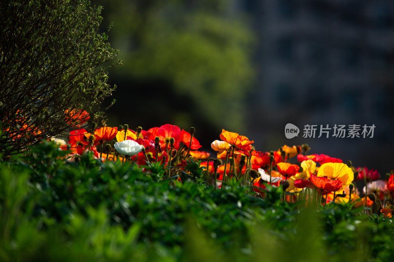 春天的花朵