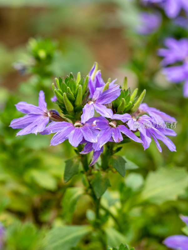 春天紫色的蓝扇花