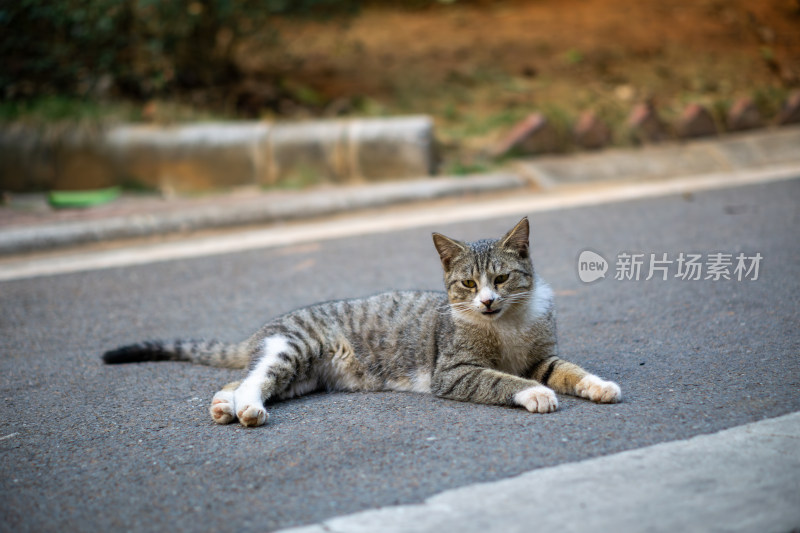 猫的特写肖像