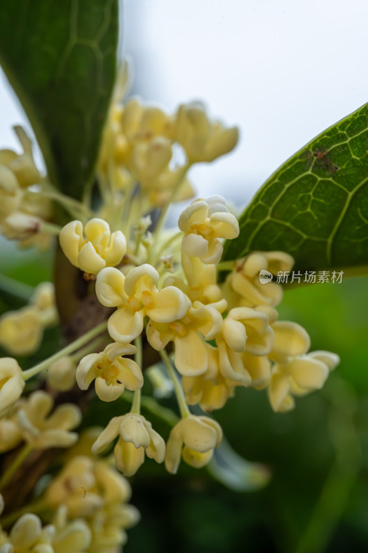 秋季散发清香的桂花