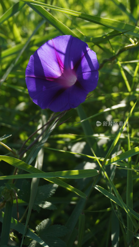 牵牛花特写全景合集