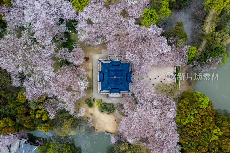 盛开的樱花林