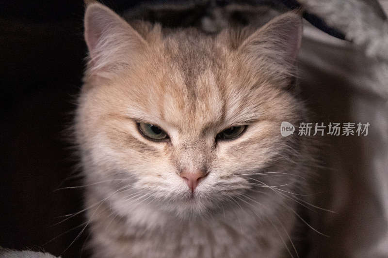 蓝金渐层猫英短蓝金渐层猫咪