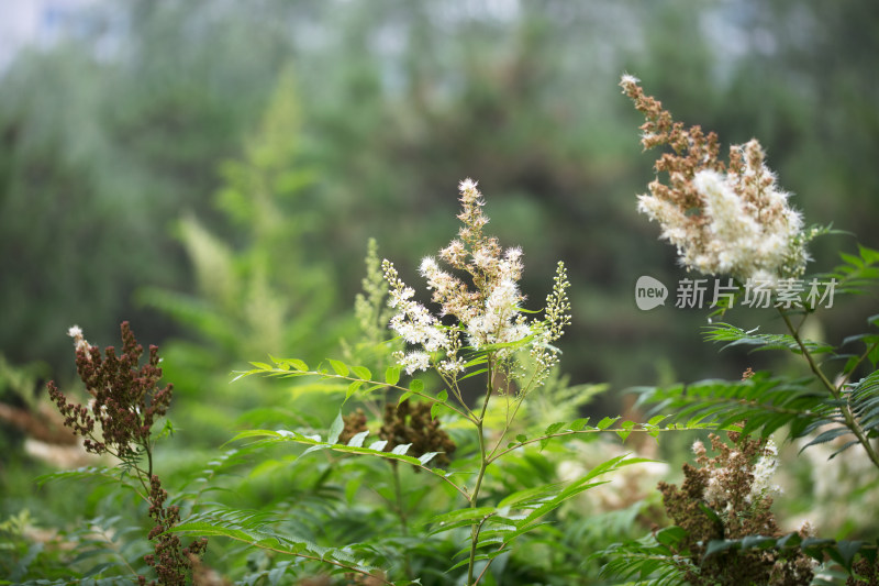 开花的珍珠梅