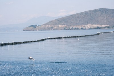 大理洱海水面上漂浮物上站立的海鸥