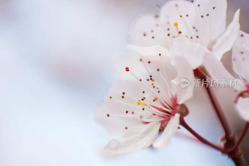 唯美花朵特写