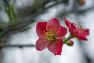 春天公园花朵盛开海棠花春暖花开