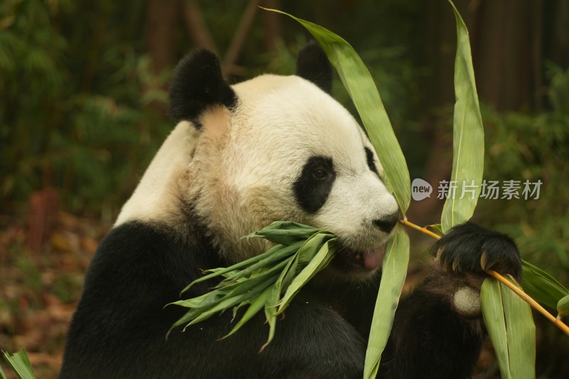 大熊猫萌萌吃竹子的可爱模样