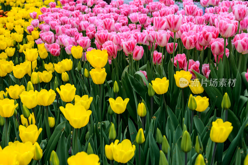 郁金香花卉景观