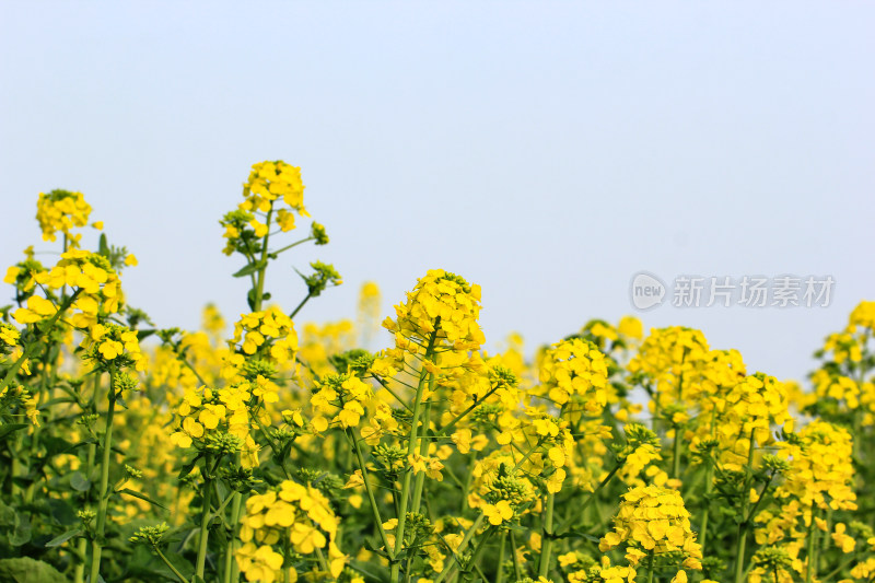 蓝色自然背景中的油菜花