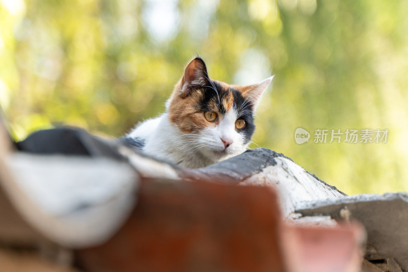 治愈系萌宠毛茸茸的三色猫