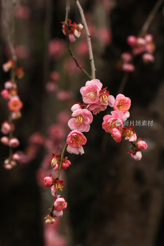 春天粉色的梅花和雨滴