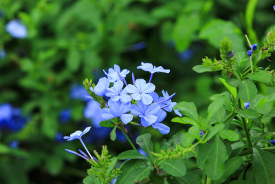 蓝花丹花草