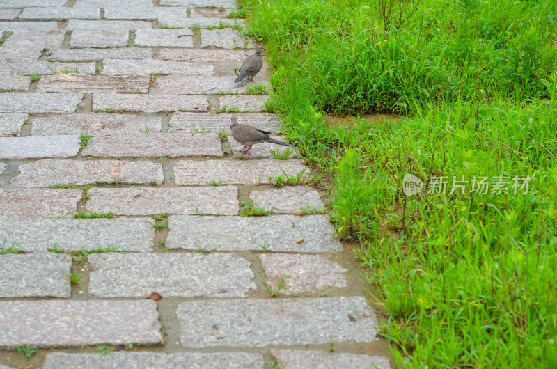 石板路上两只布谷鸟在觅食行走