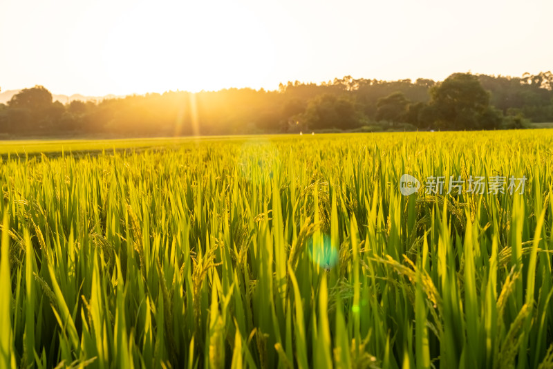 夕阳下的田野风光