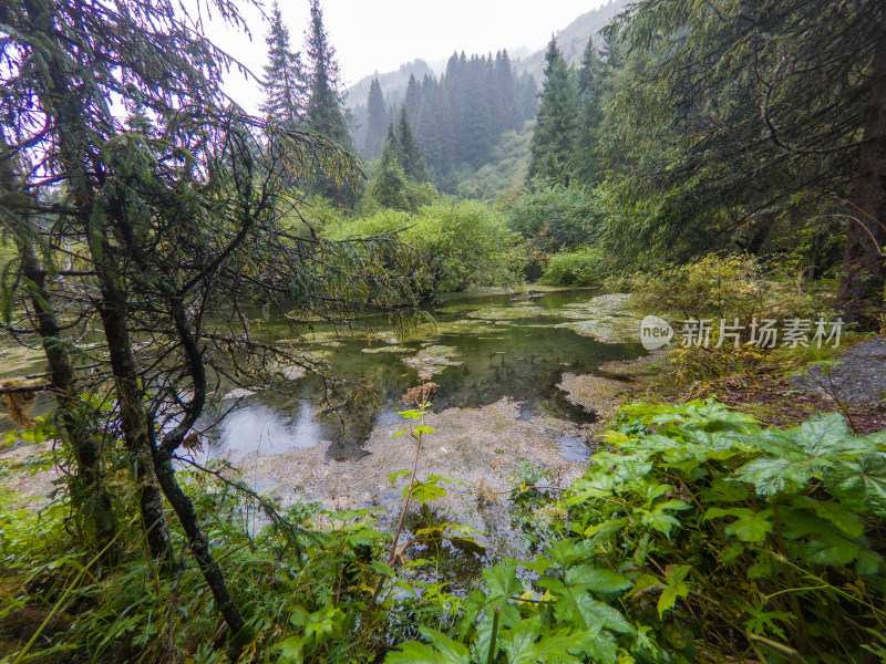 静谧的森林与湖景