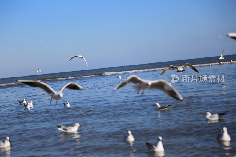 海边飞翔与栖息的海鸥