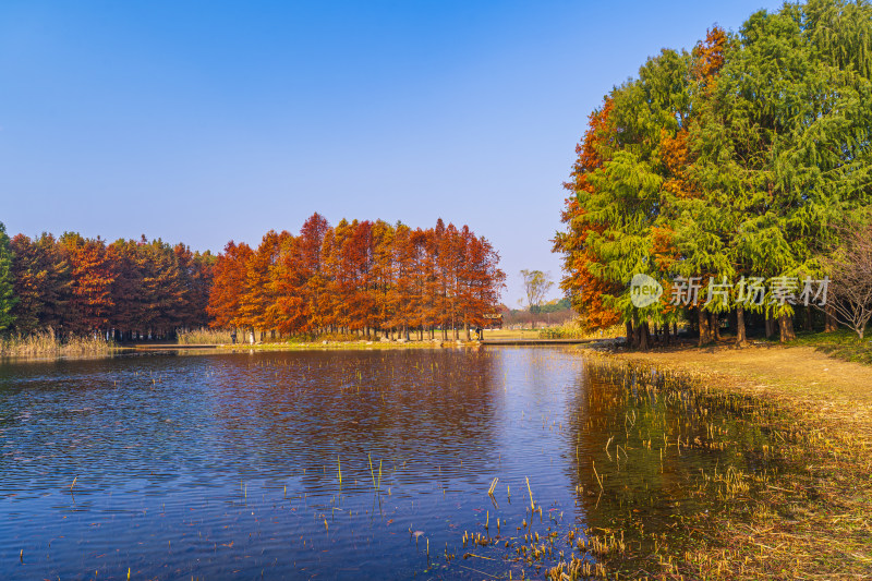 秋日的苏州虎丘湿地公园水杉落羽杉