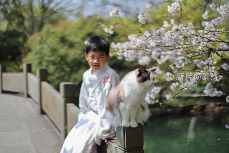 穿着汉服的小男孩和宠物布偶猫 赏花 樱花